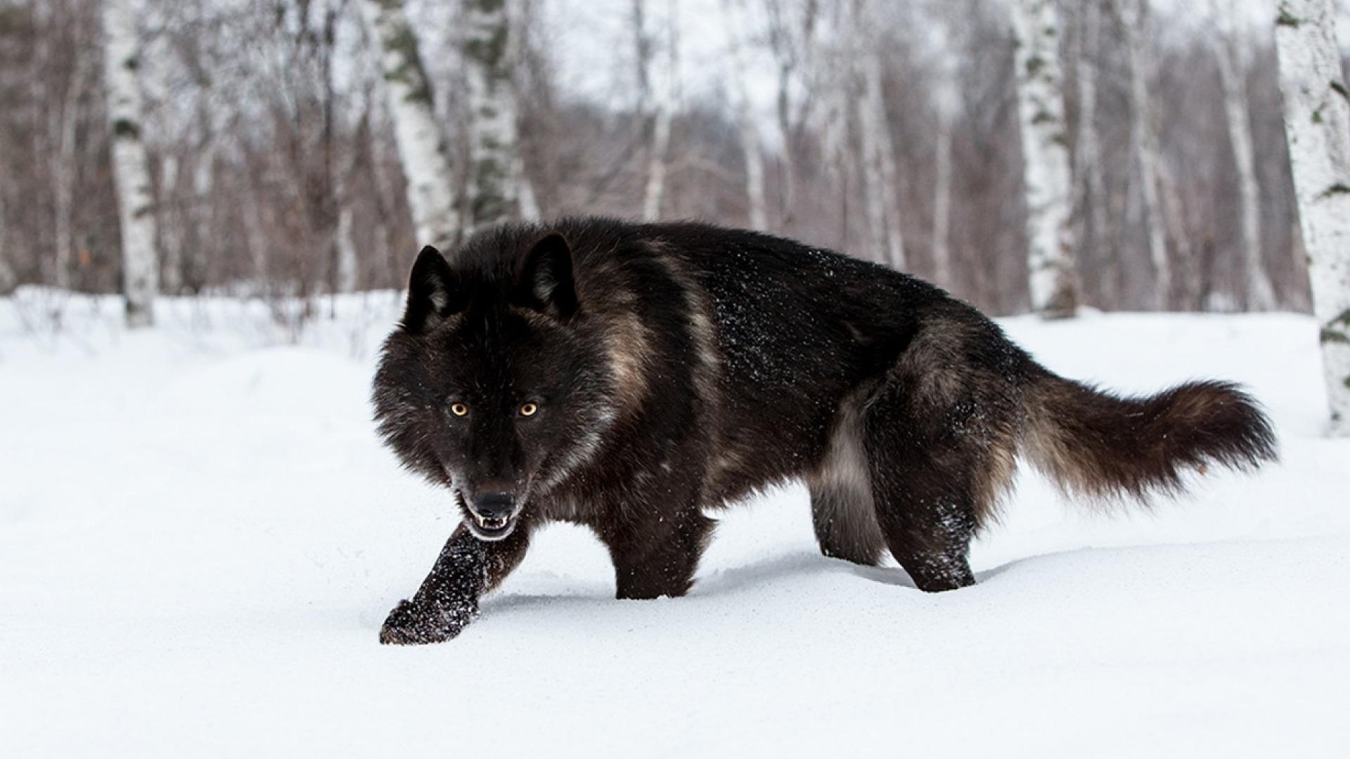 Темный волк фото