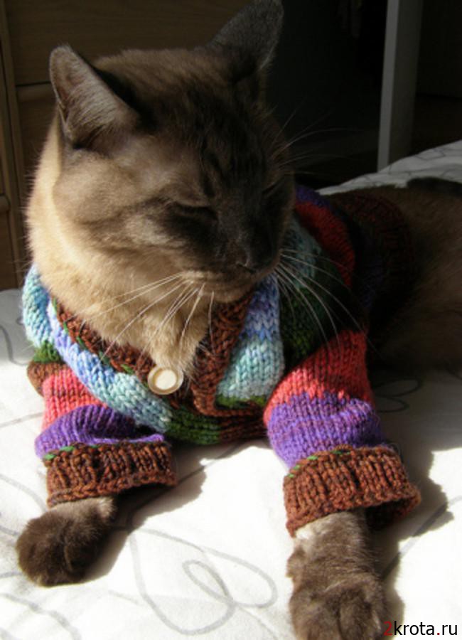19 очаровательных котиков в свитерах (19 фото)