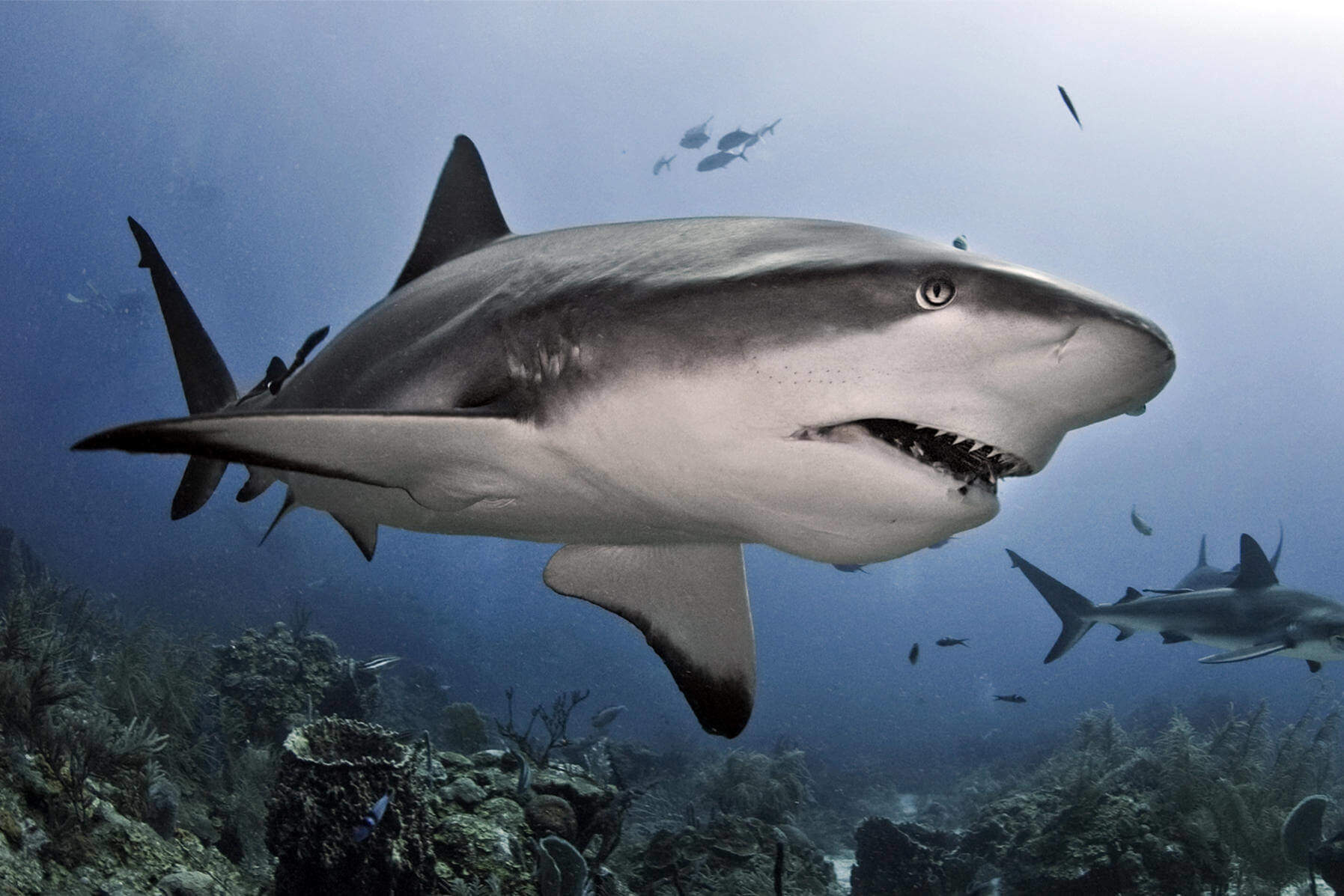 Красивая акула (20 фото) .