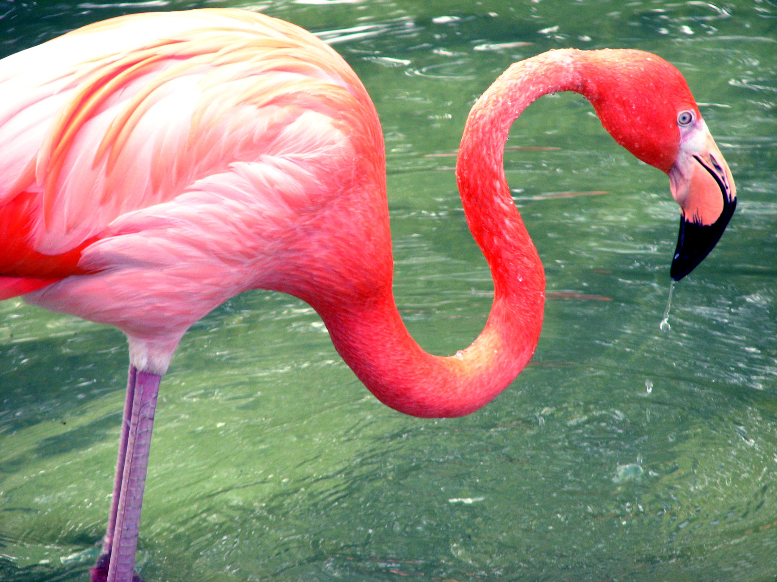 Розовый фламинго (40 фото) .