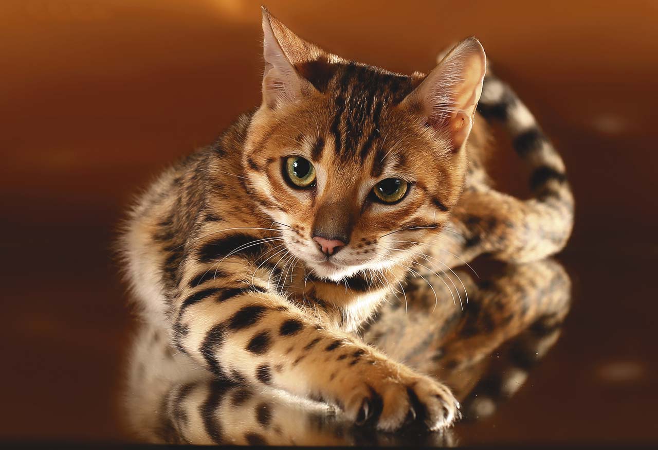 бенгальская кошка фото и описание породы