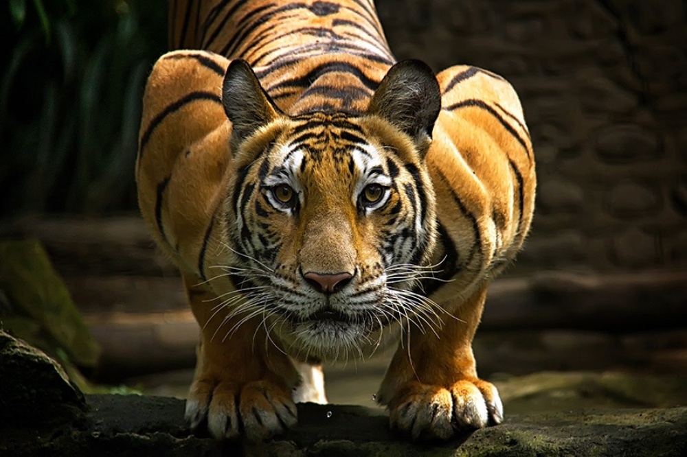 Oolay tiger