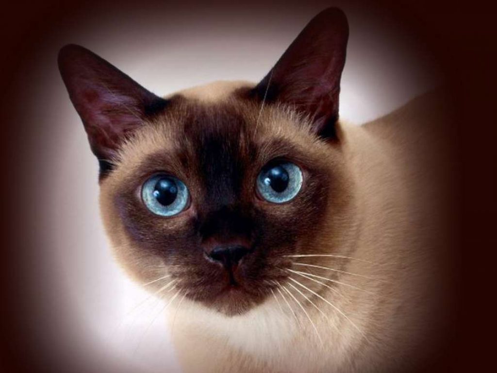 фото сиамской британских кошек
