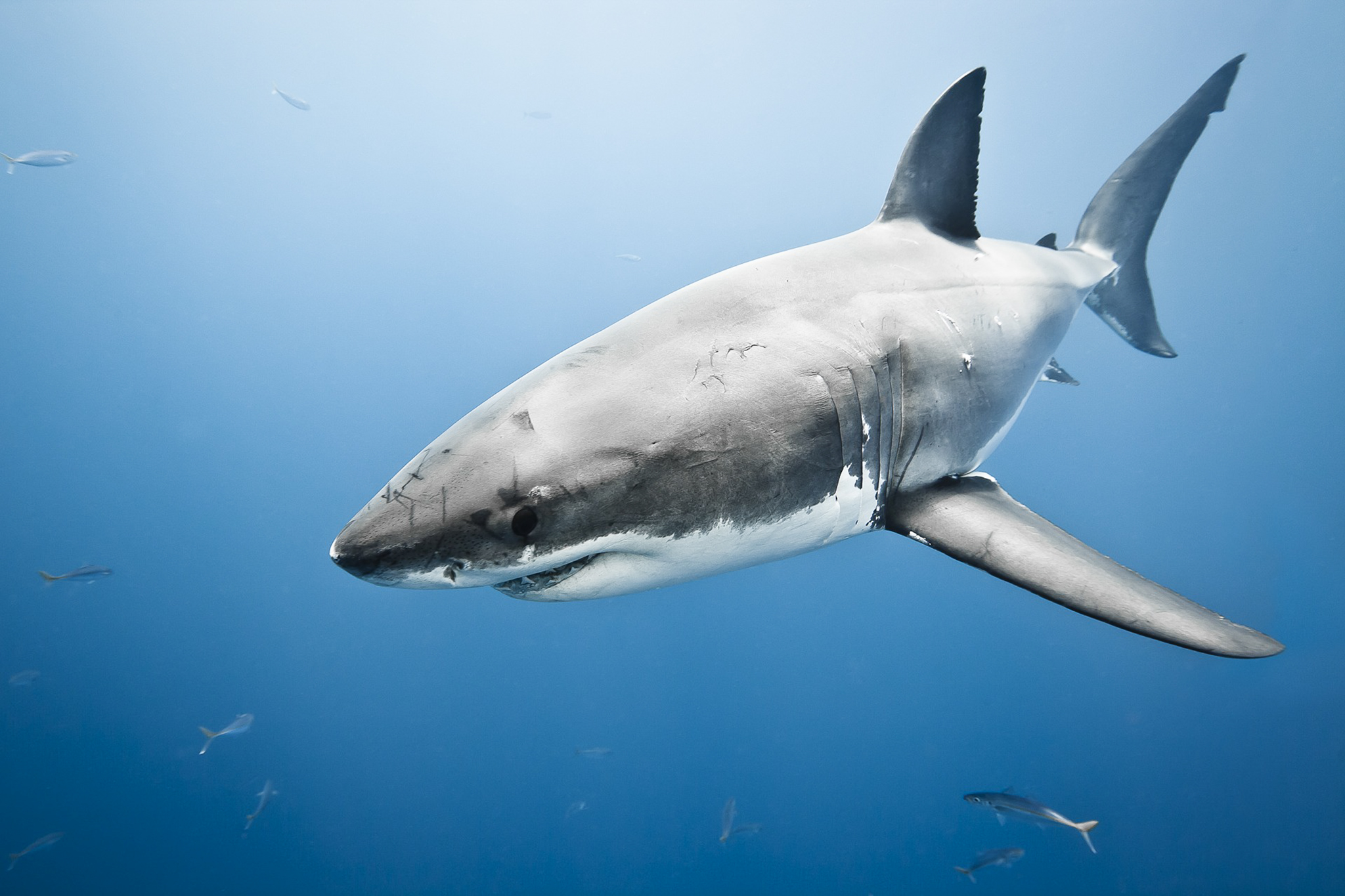 Опасные акулы (50 фото) .