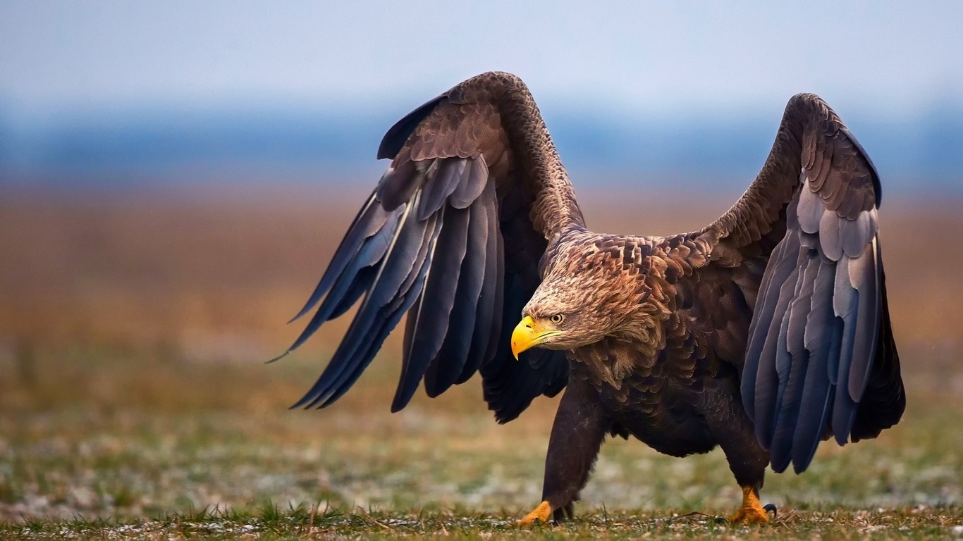 Птицы: Степной орел (50 фото) .
