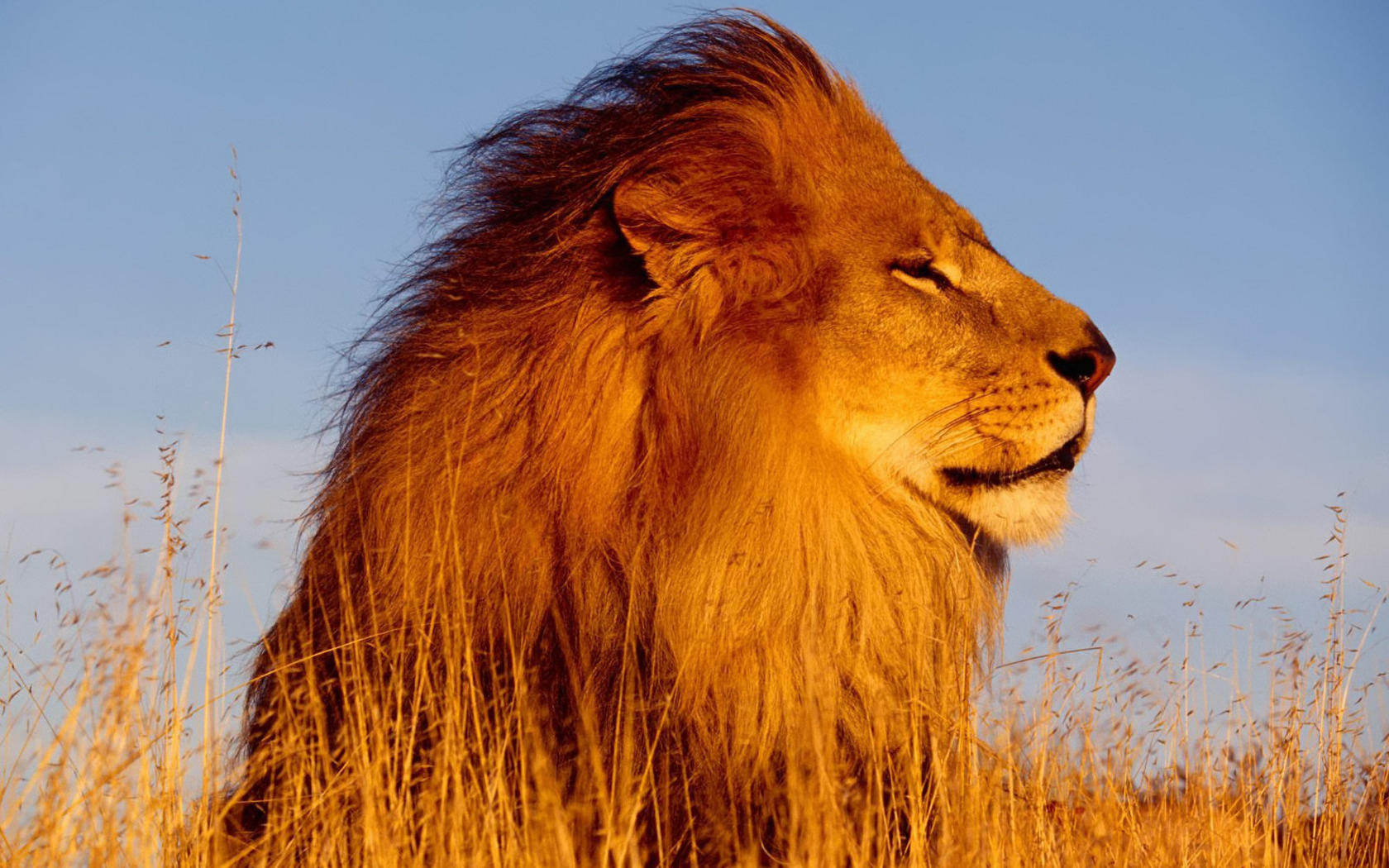 Лев - царь зверей (50 фото) 