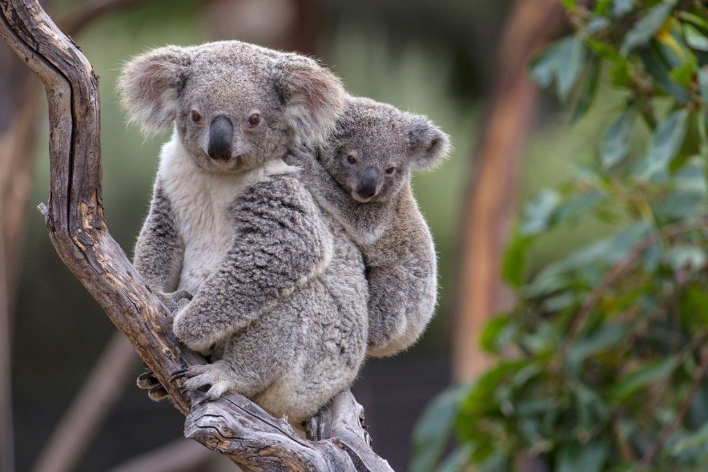 Милейшая коала (50 фото) .