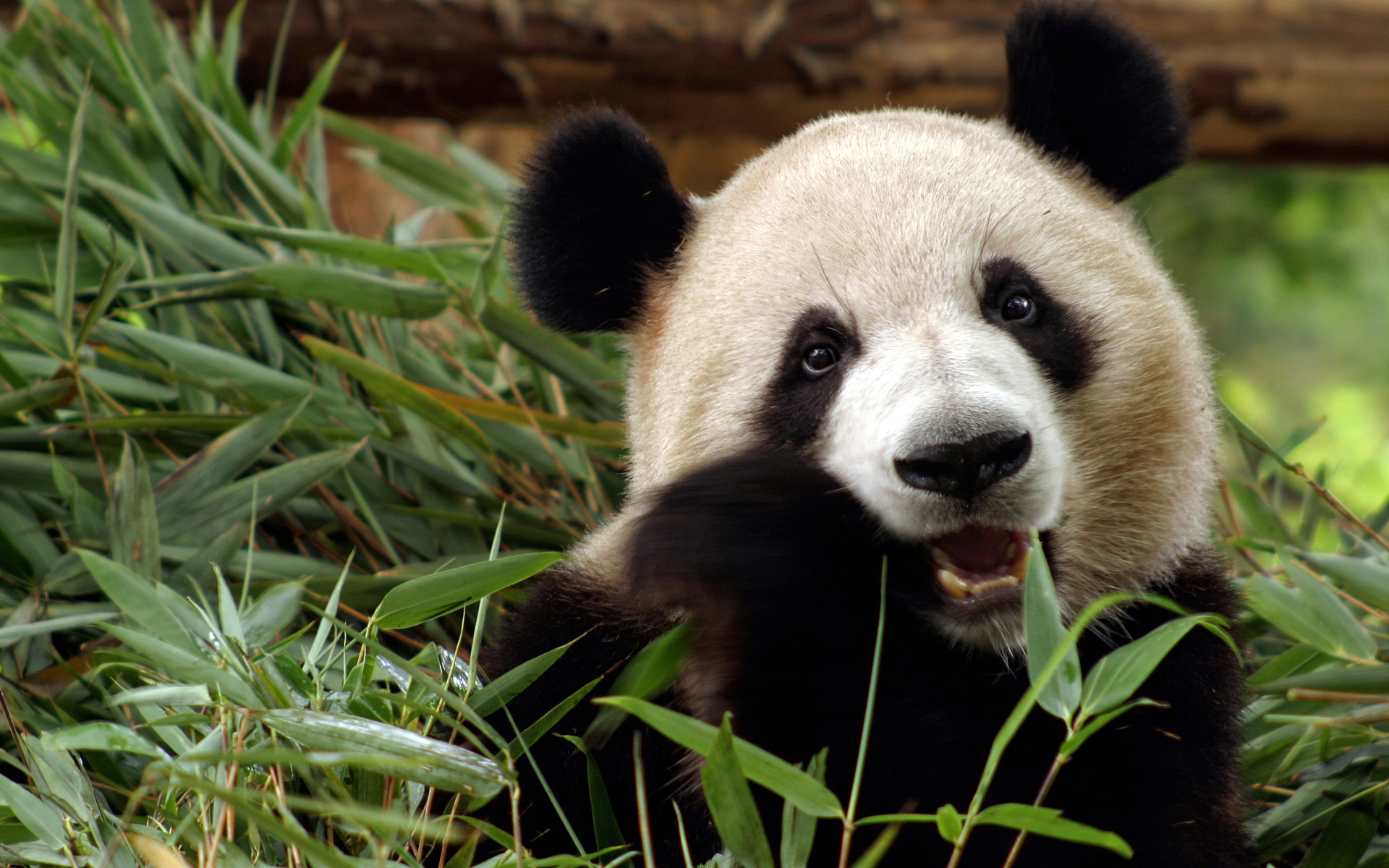 Забавная панда (55 фото) .
