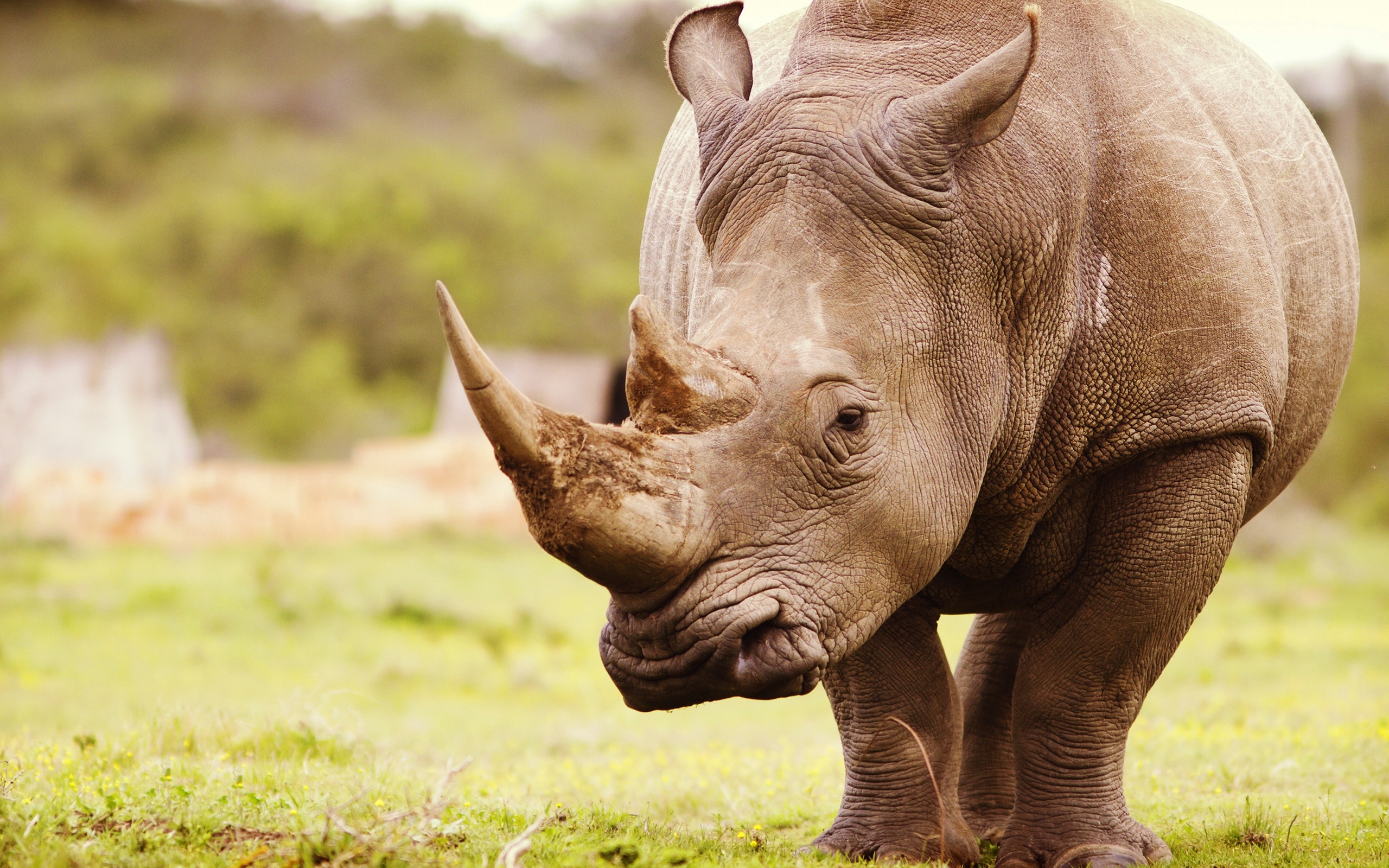 Большой носорог (50 фото) .