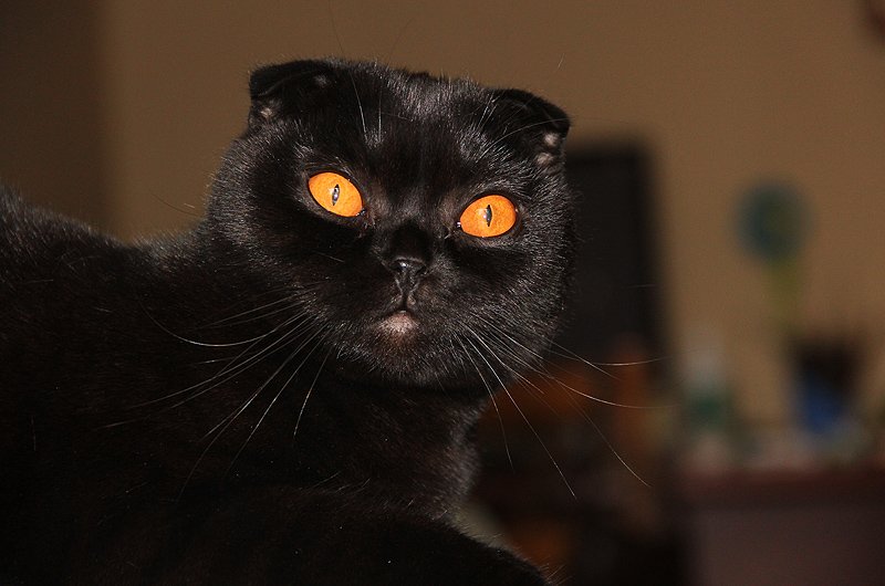 черная кошка порода бомбейская