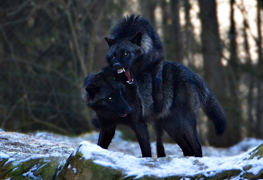 Черный волк (50 фото) .