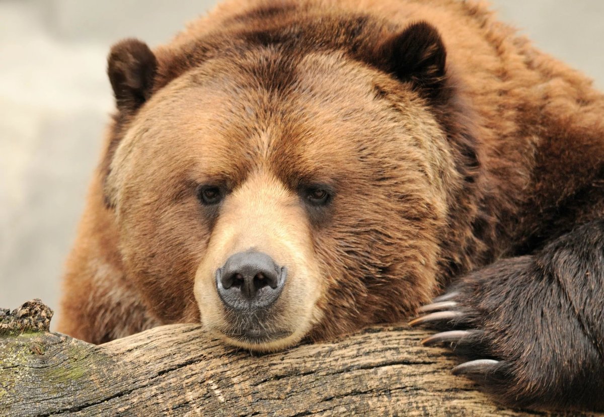 Медведь Гризли (50 фото) .