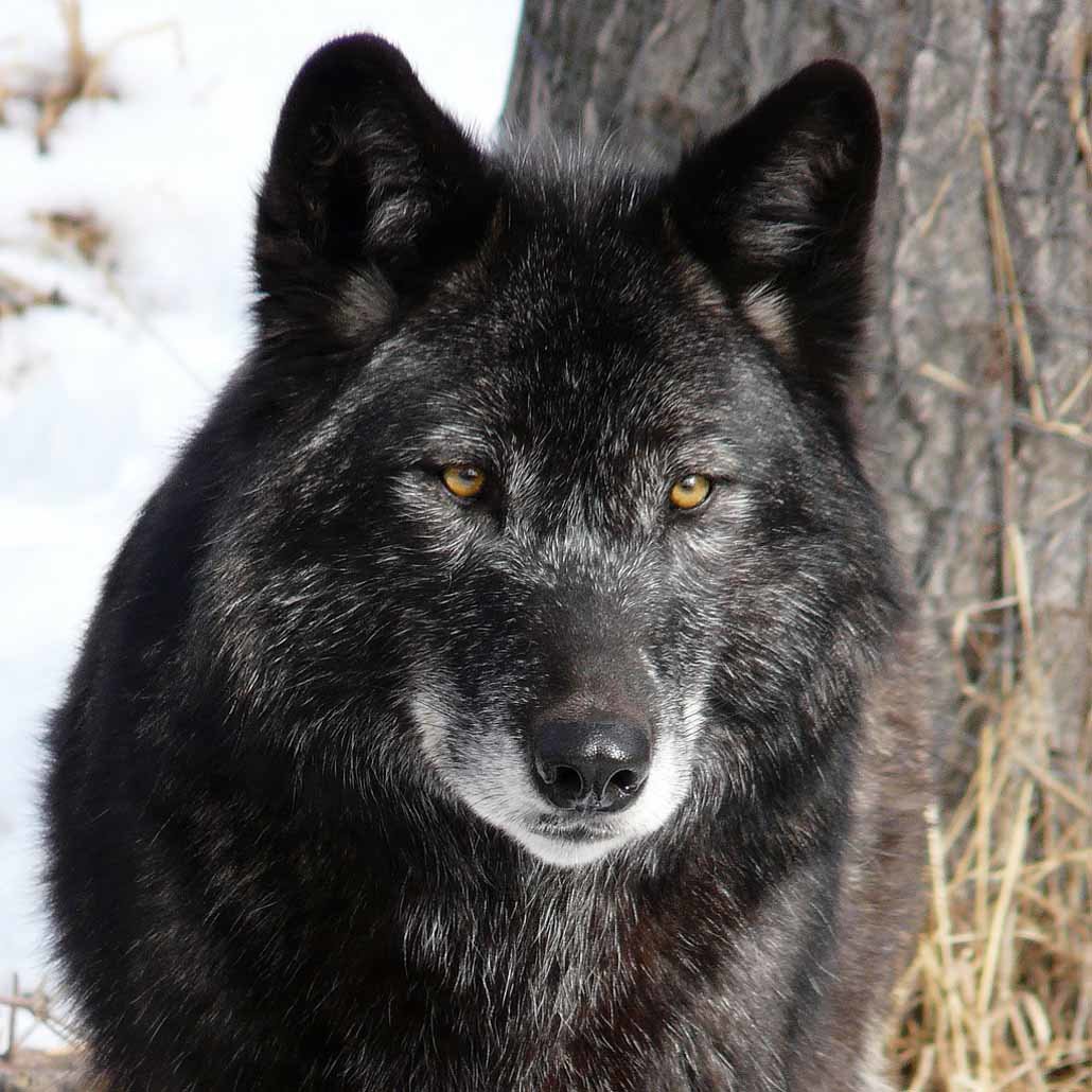 Черный волк (50 фото) .