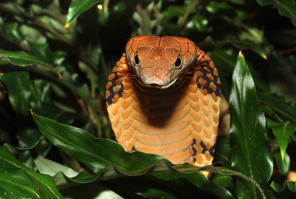 Королевская кобра (35 фото) .