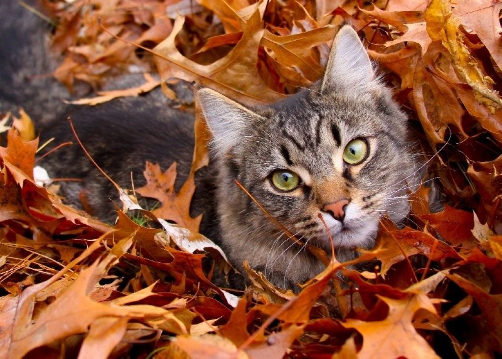 Кошки осенью (65 фото) .