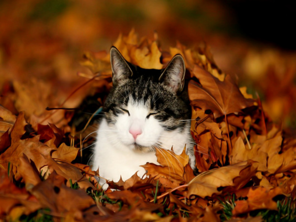 Кошки осенью (65 фото) .