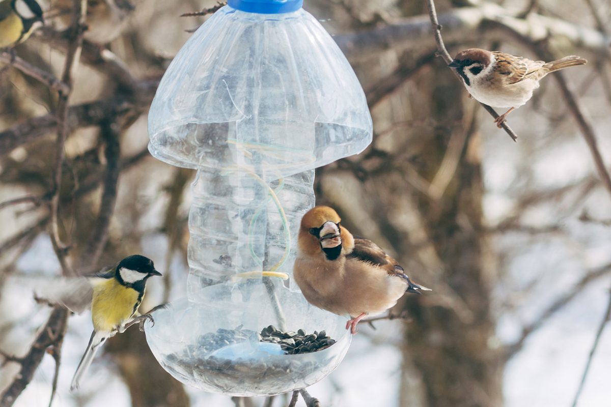 Чем кормить птиц зимой картинки для детей