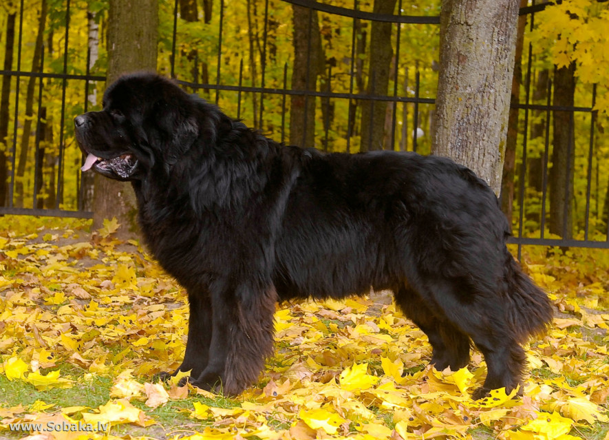 ньюфаундленд собака фото черный