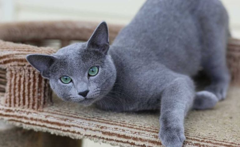 русская голубая кошка котенок