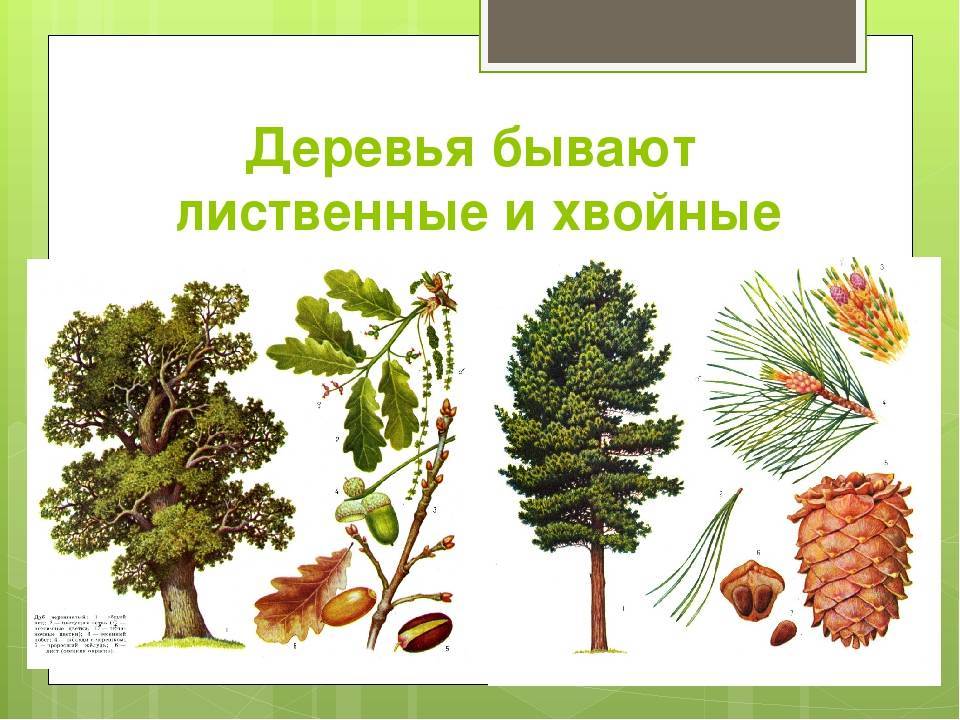 Породы деревьев в россии фото с названиями