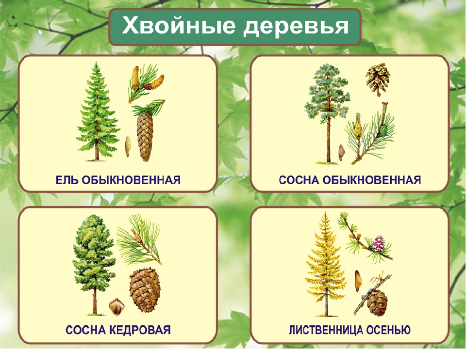 Медоносные деревья россии фото и названия